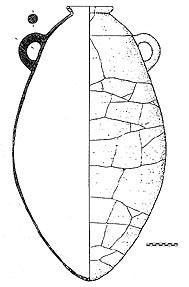 Anfora, posiblemente vinaria, procedente del palacio-santuario de Cancho Roano (Badajoz). Espacio N-6. s. V a.C. Museo de Badajoz. Según S. Celestino y F.J. Jiménez Avila.