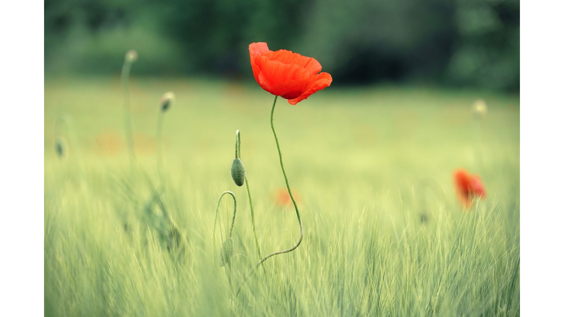Flor roja en campo de hierba verde durante el día