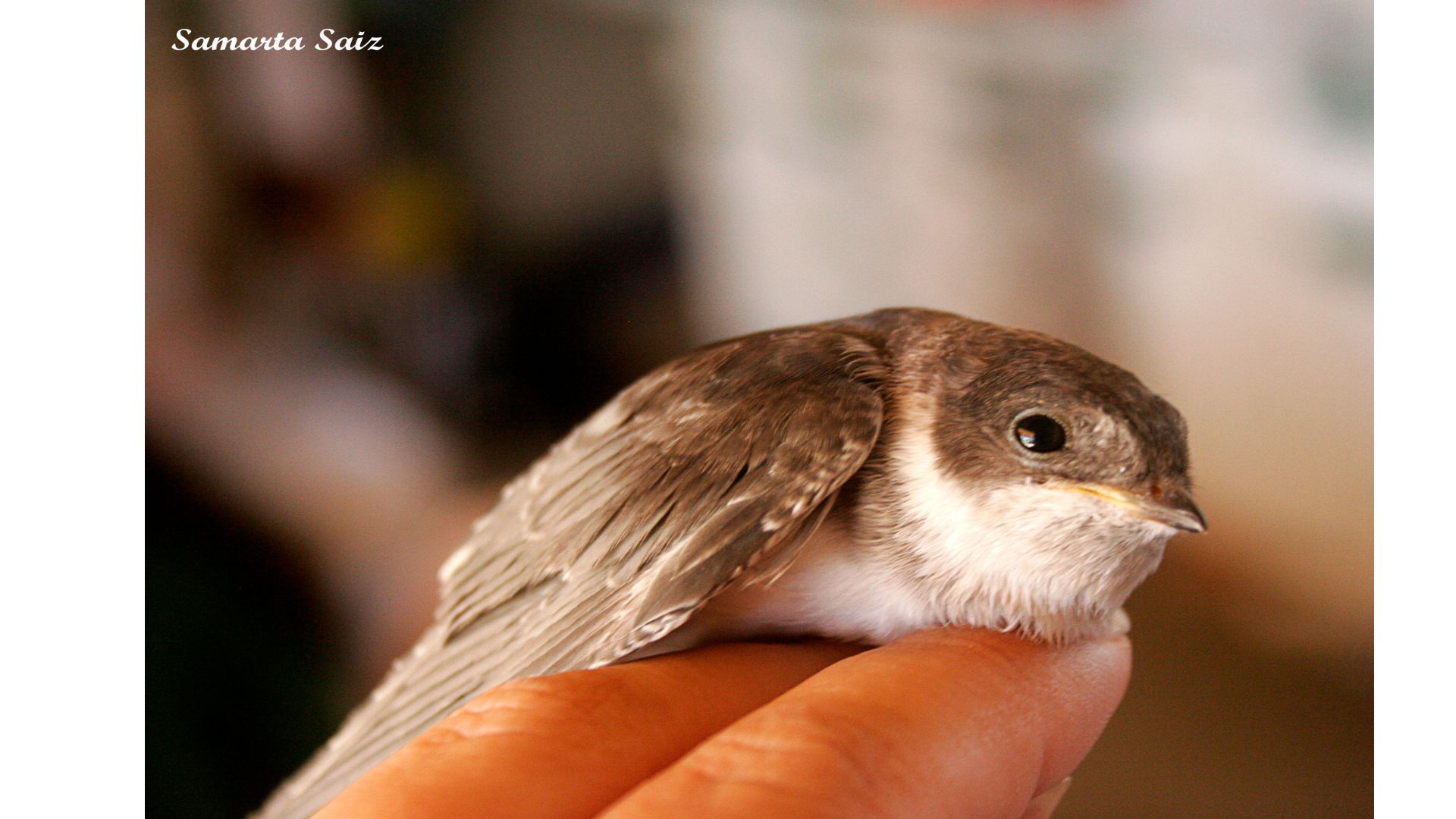 El avión común (Delichon urbicum) es una de las especies en las que los investigadores han detectado la presencia de microplásticos y fibras vegetales/ Imagen de Samarta Saiz