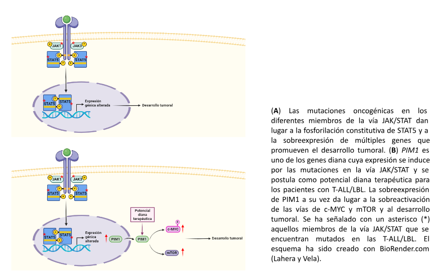 esquemas ontogenéticos 