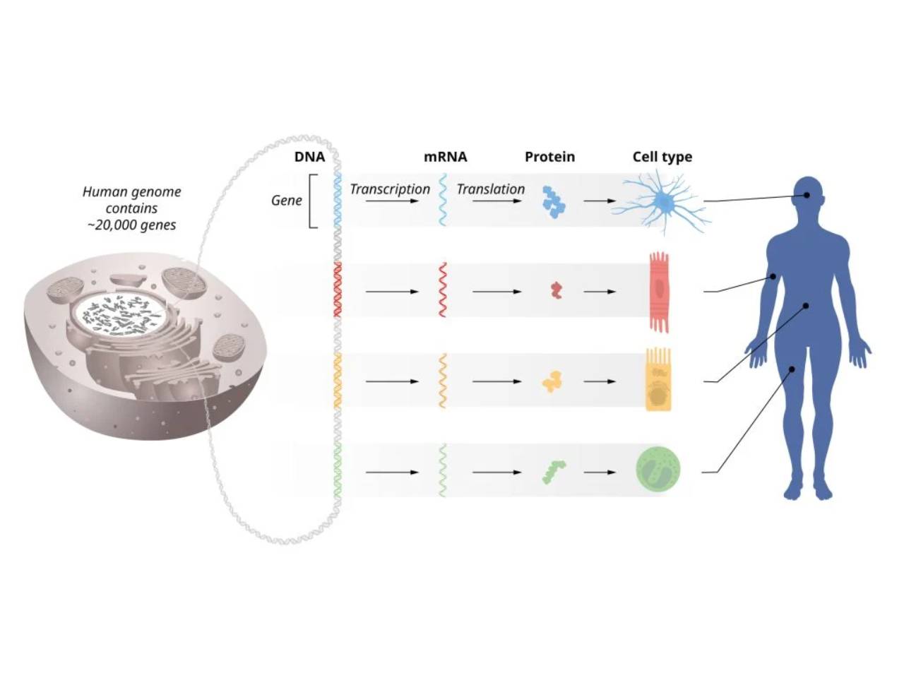 Illustrations: © The Nobel Committee for Physiology or Medicine. Illustrator: Mattias Karlén