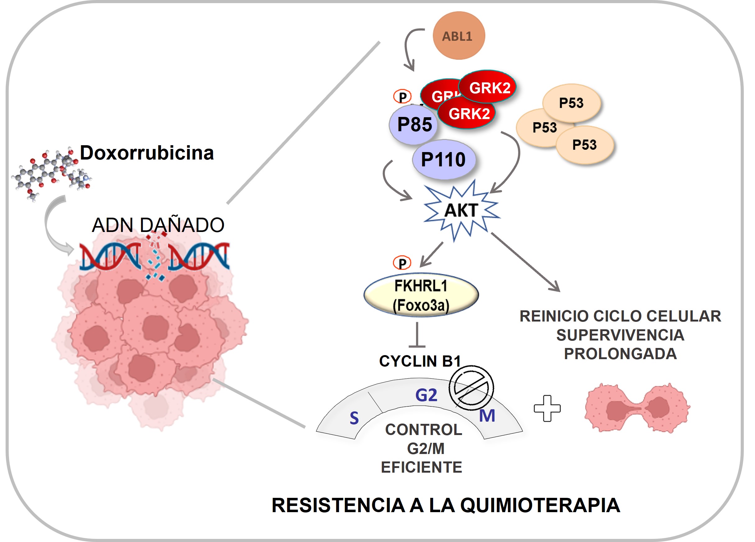 La acumulación de la proteína GRK2, en colaboración con otras proteínas de supervivencia y la proteína p53, permite que las células resistan los efectos de la quimioterapia, favoreciendo su proliferación y supervivencia a largo plazo / UAM-CBMSO.