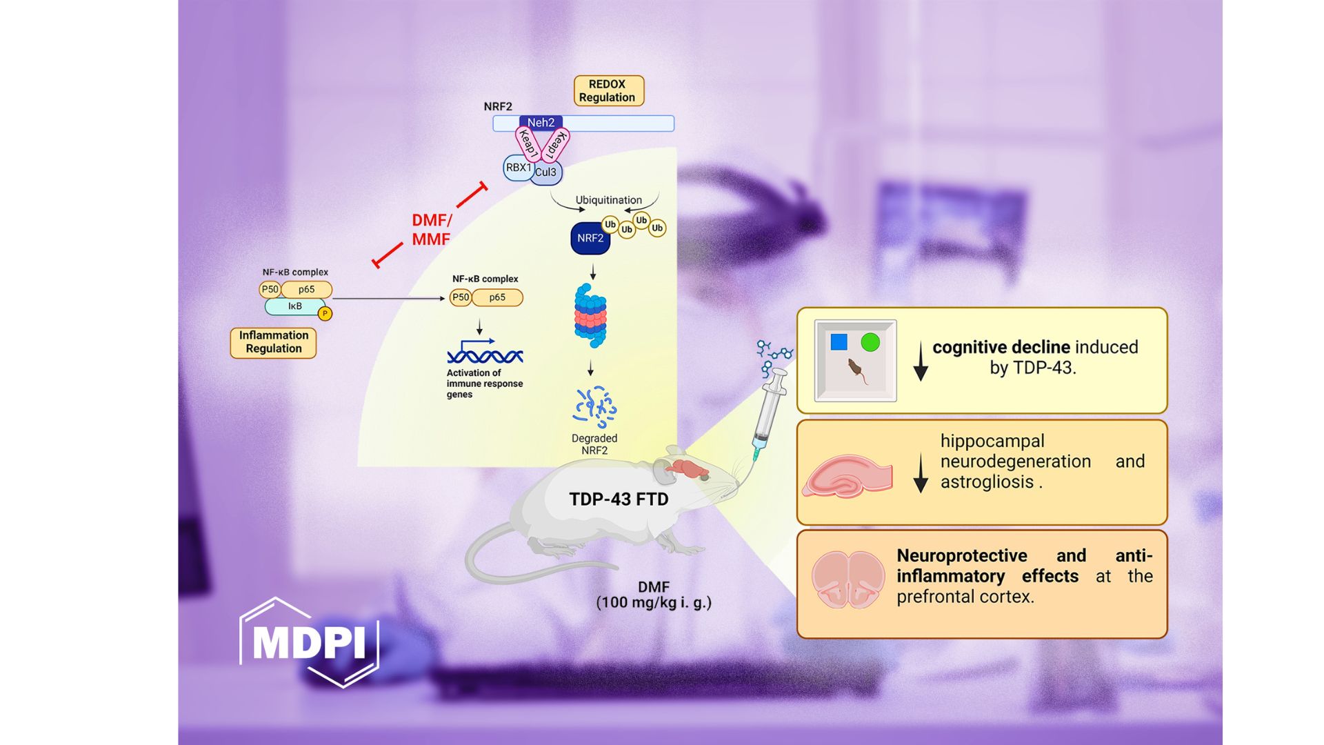 El dimetil fumarato (DMF) puede reducir de forma significativa la neurodegeneración y la inflamación cerebral en un modelo de ratón de demencia frontotemporal asociada a la proteína TDP-43