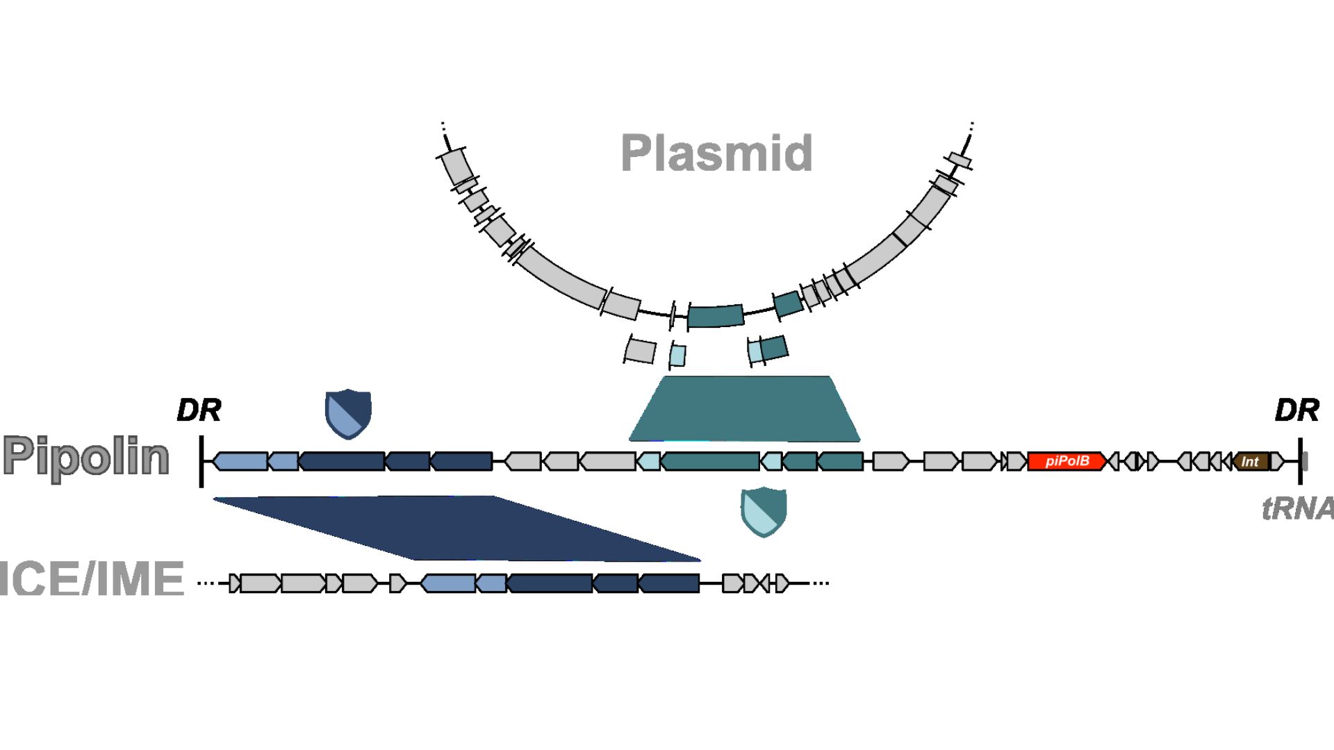 Esquema representativo de la estructura y función de las pipolinas como reservorio de sistemas de defensa bacteriano. Se representa en el centro una pipolina modelo, que contiene diversos genes implicados en defensa contra bacteriófagos y que se intercambian activamente con diversos tipos de elementos genéticos móviles, como plásmidos (parte superior) o elementos genéticos integrativos (esquema inferior).