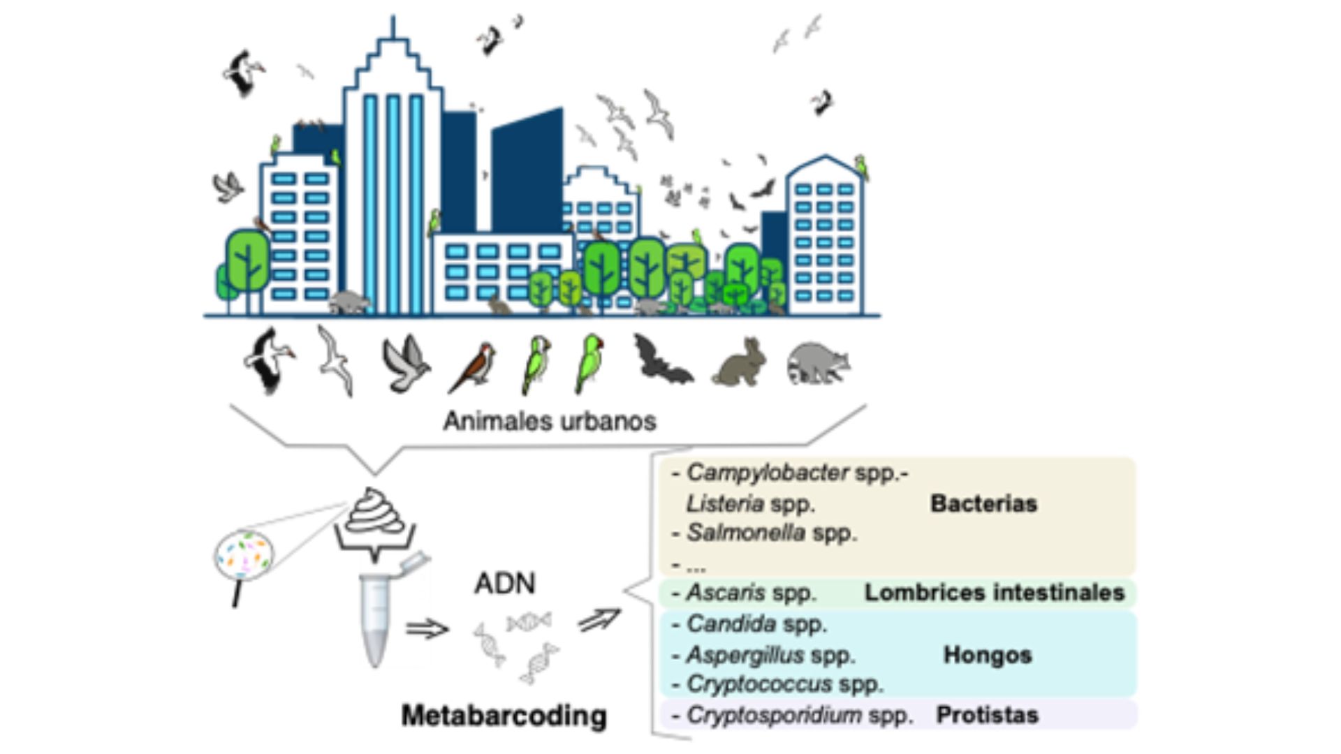 Diseño experimental de la investigación realizada por los investigadores de la UAM