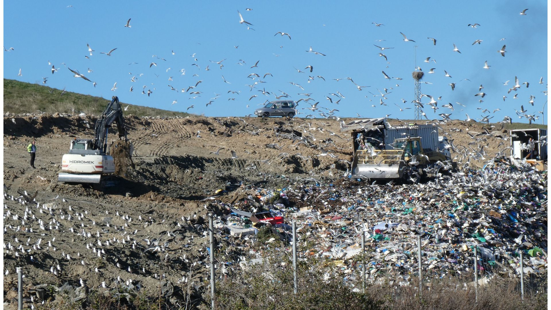 Los vertederos de residuos sólidos urbanos atraen a numerosas gaviotas y cigüeñas, que se alimentan allí diariamente. Estas aves pasan la noche en embalses y edificaciones de las localidades cercanas, donde pueden fácilmente trasladar patógenos para el ser humano a través de sus deyecciones.  Fotografía: TEG-UAM.