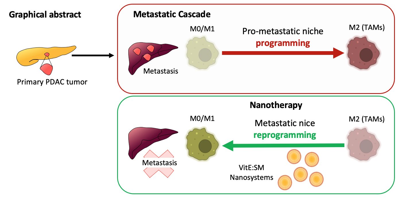 La cascada metastásica del adenocarcinoma ductal pancreático (PDAC) en el hígado depende de la reprogramación exitosa de los macrófagos M0/M1 proinflamatorios (antitumorales) hacia macrófagos asociados al tumor (TAMs) de tipo M2 dentro del nicho hepático premetastásico. Los nanosistemas de vitamina E y esfingomielina (VitE:SM) se acumulan eficazmente en los TAMs y, tanto solos como en combinación con el inhibidor de TGF-βR1 Galunisertib, son capaces de reprogramar los TAMs hacia su estado original de macrófagos M0/M1 proinflamatorios y antitumorales, inhibiendo así la siembra y proliferación metastásica de las células de PDAC