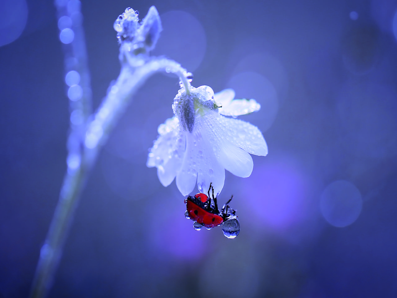 Mariquita roja se aferra a un pétalo de flor blanca, cubierta de gotas de agua, con un fondo suave en tonos morados.