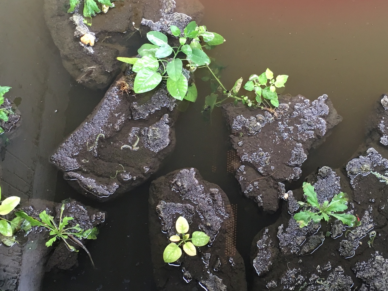 Pequeño ecosistema de plantas sobre un charco.