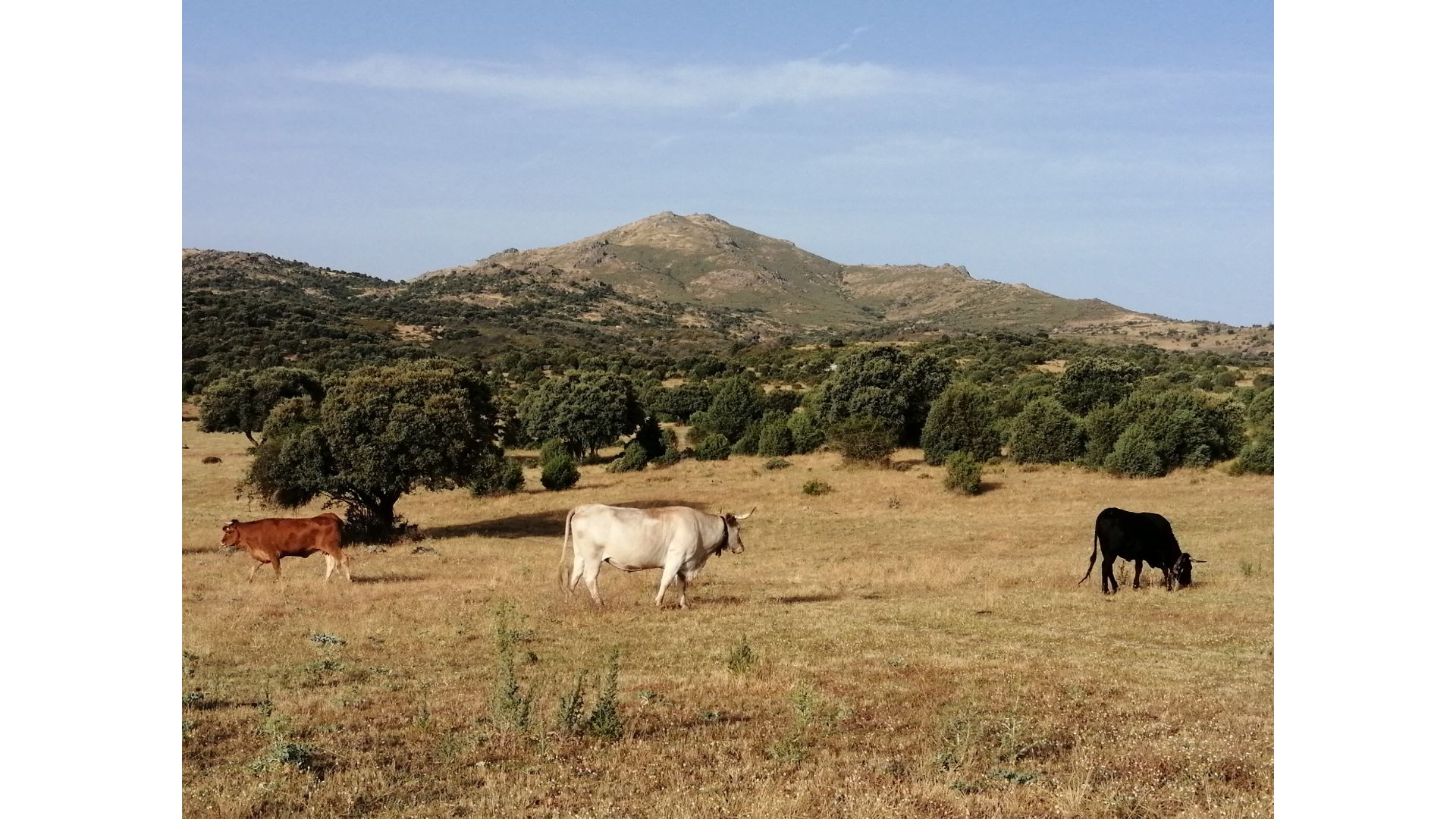 El estudio reconoce las tensiones políticas, socioeconómicas y de conservación surgidas en el medio rural y que pueden llegar a comprometer la viabilidad de la actividad ganadera en régimen extensivo. Foto: Pablo Acebes.