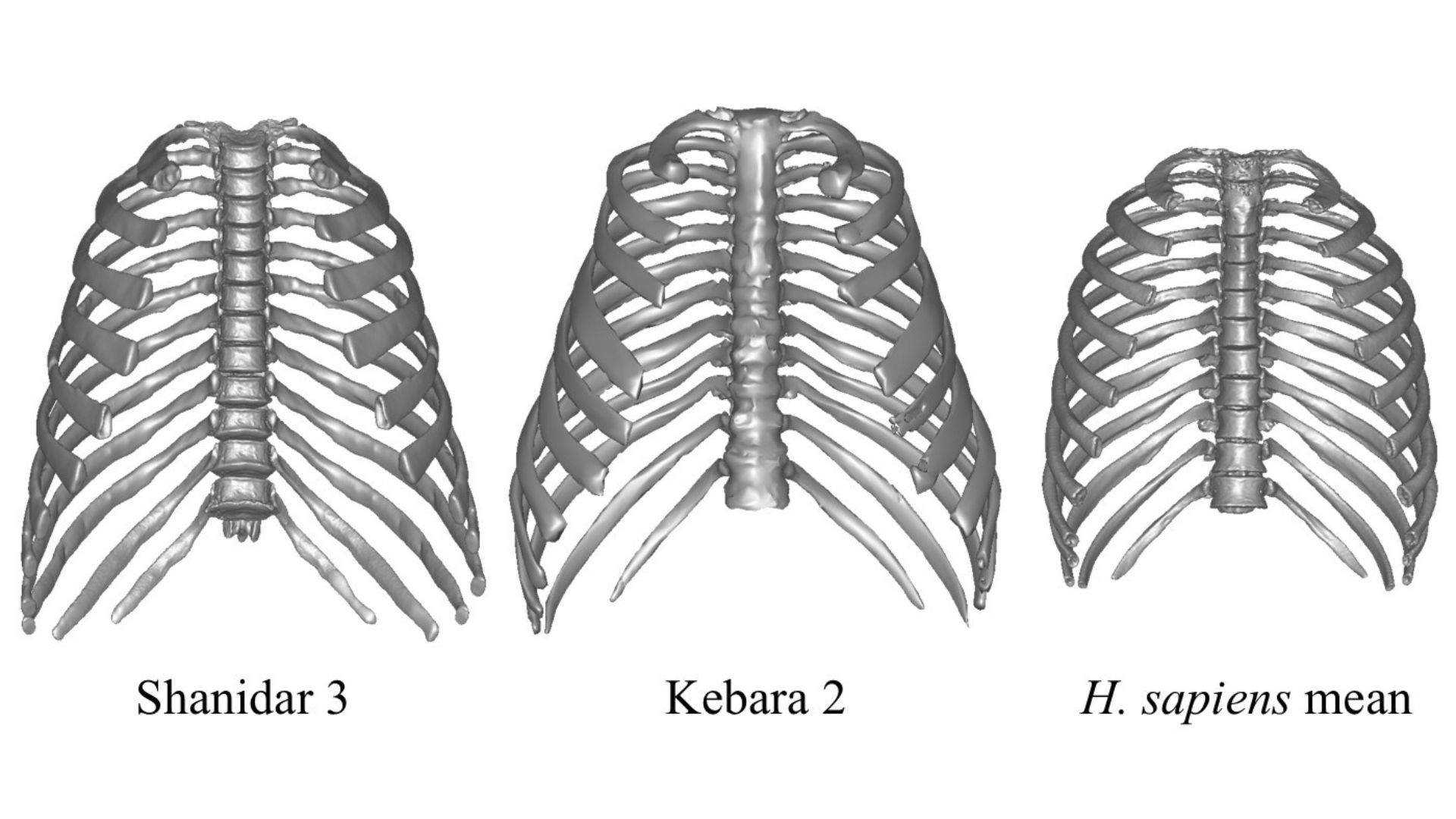 Comparación de las cajas torácicas de neandertales y Homo sapiens